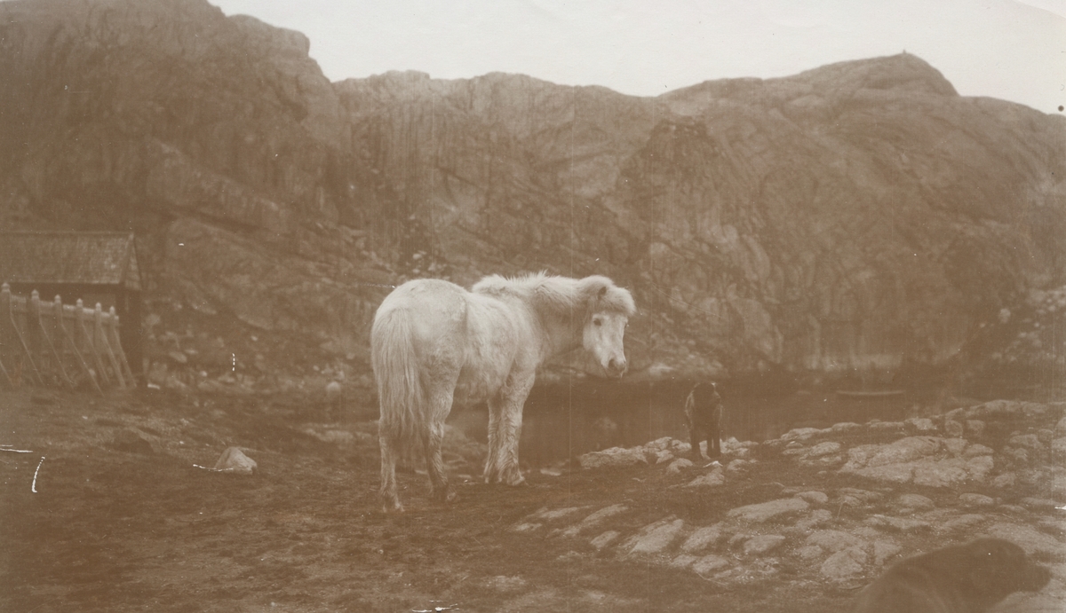 Fotografi från expedition till Grönland. Motiv av vit häst som står vid ett mindre berg. Bilden är tagen på ön Sukkertoppen som numera heter Maniitsoq. Ön ligger på Grönlands västkust och domineras av ett bergsmassiv med två toppar.