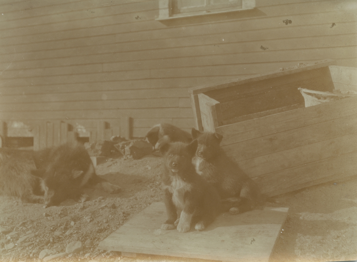 Fotografi från expedition till Sveagruvan. Motiv av hundvalpar utanför trähus.