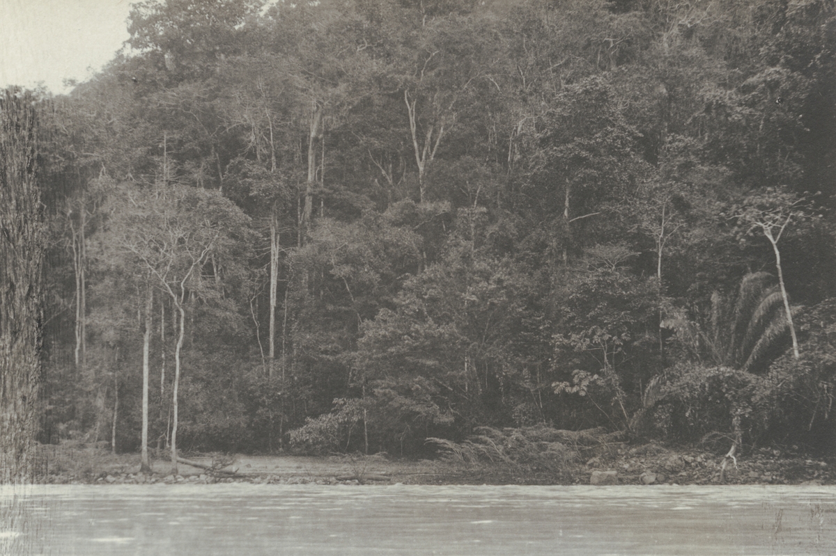 Fotografi från kuvert märkt med "Ernst Nordenskjöld". Motiv av flod och djungel.
