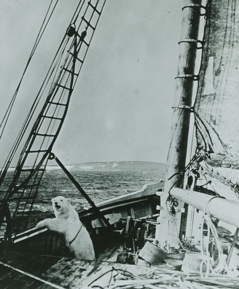 Glasnegativ med motiv av isbjörn på fartyg.