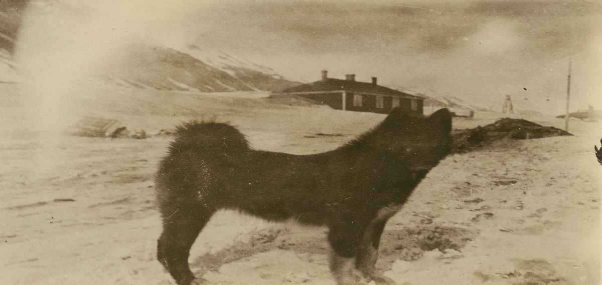 Fotografi från expedition till Spetsbergen 1920. Motiv av hund vid Sveagruvan.