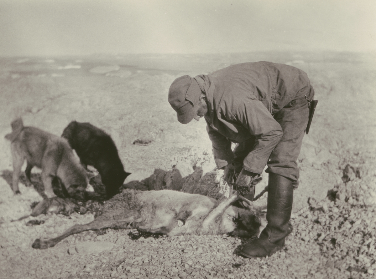 Fotografi från Ahlmannexpeditionen 1931. Motiv av man och två hundar vid död ren.