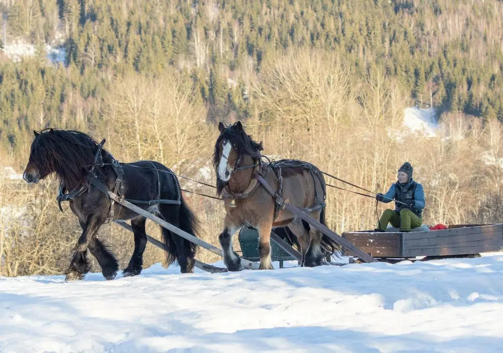 Bildet viser to dølahester som trekker en slede med kusk.