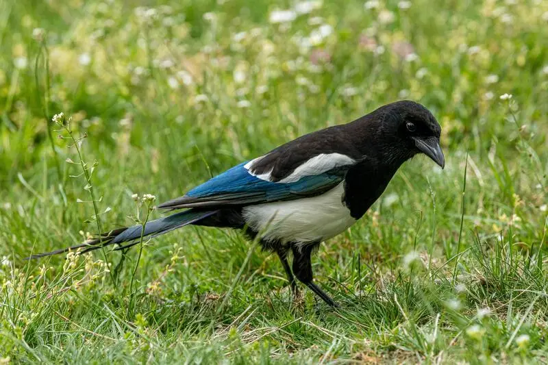 ALT