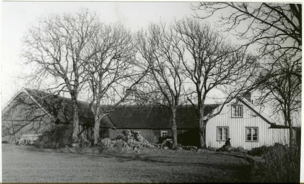 Askar på gården Torbjörs Backa 2:2, vanligt gårdsträd i Värö på 1700- och 1800-talen.