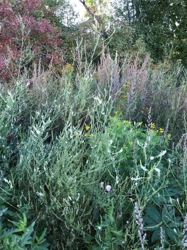 Foto av planten hvitsteinkløver