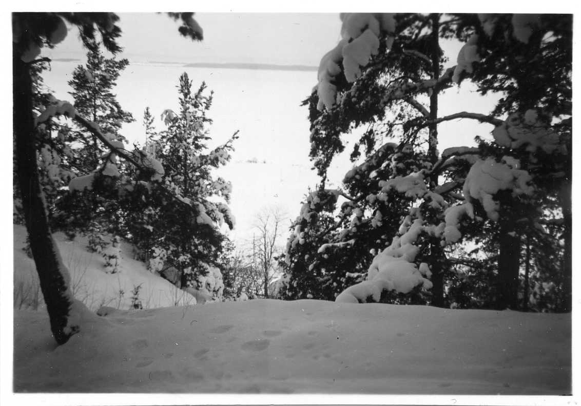 Snötyngda träd på Grännaberget, utsikt mot Vättern.