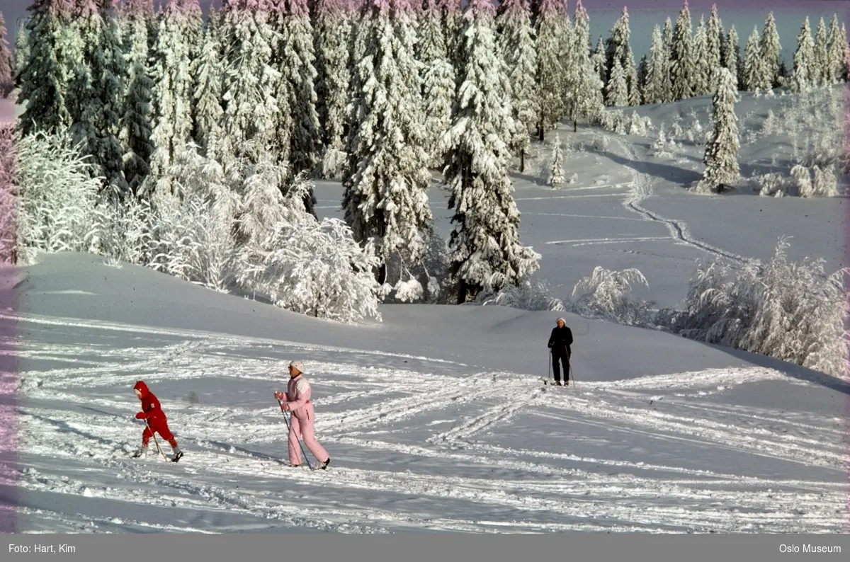 skog, skiløyper, mennesker, skitur, snø