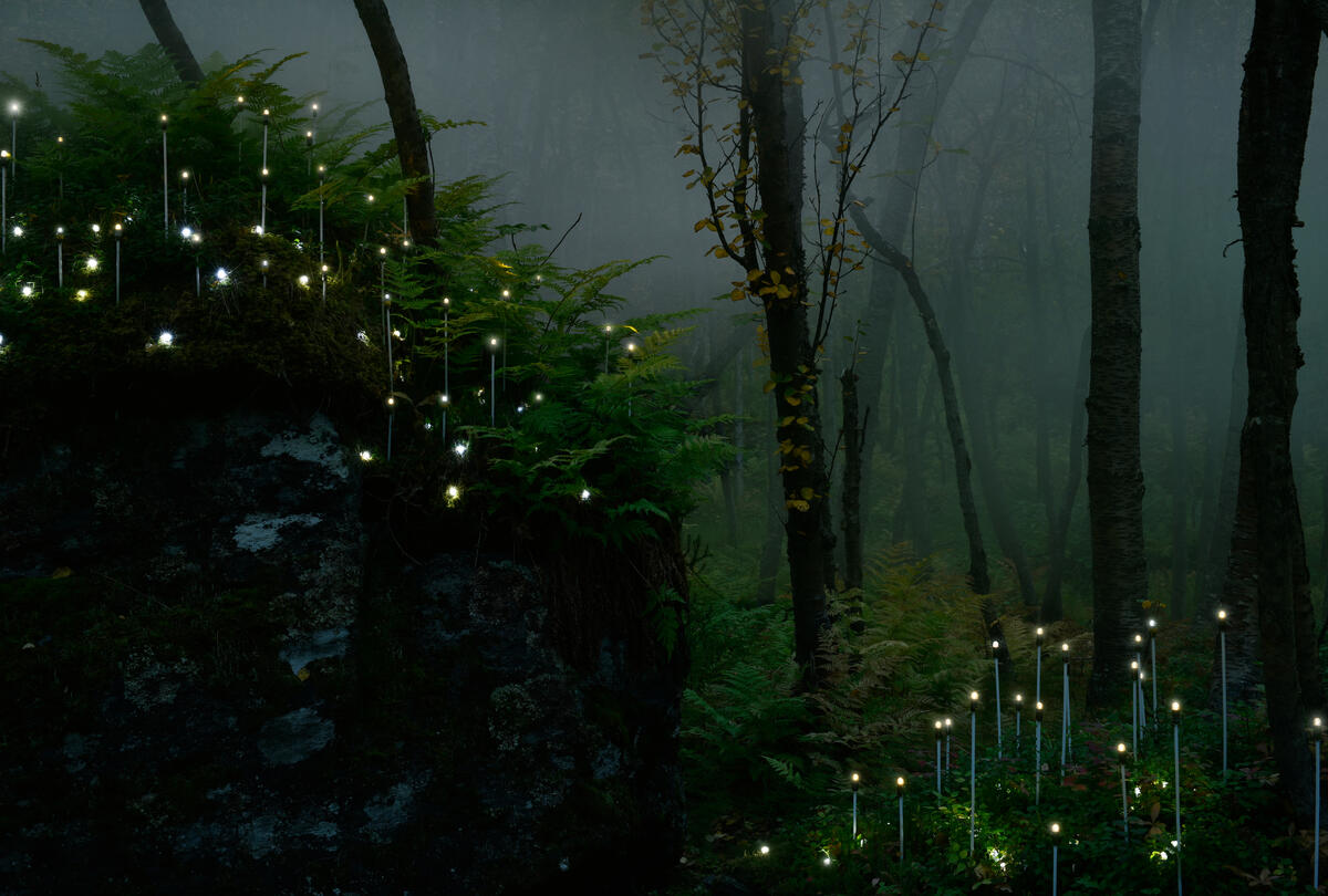 Et bilde av en mørk, tåkete skog med mange grønne bregner, trestammer og en stor stein til venstre i bildet. På steinen og fremst i bildet er det mange hvite pinner med et lyspunkt på toppen. Fotografi