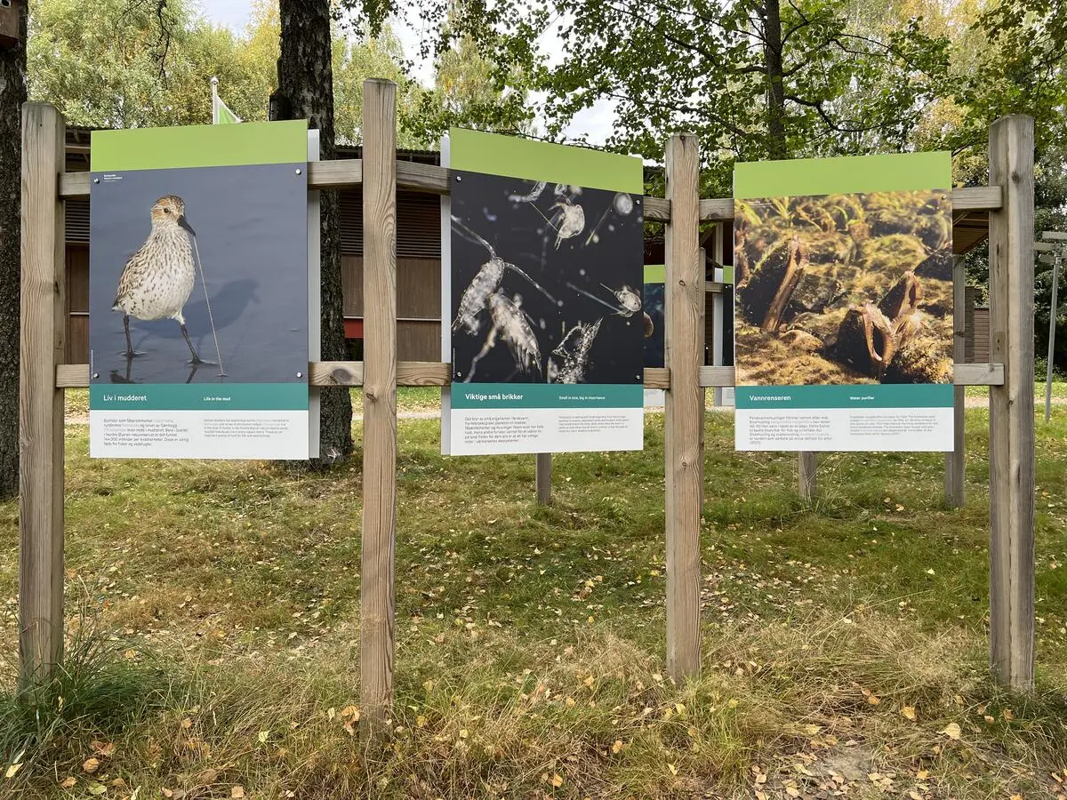 Foto av en uteutstilling med tema skjult naturmangfold i våtmarka