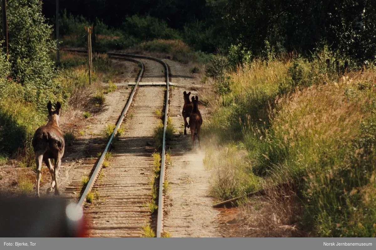 Elg i sporet mellom Hov og Odnes på Valdresbanen fotografert fra lokomotivet
