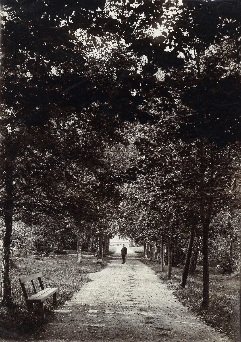 Allén vid Östrabo (?), ca 1900.