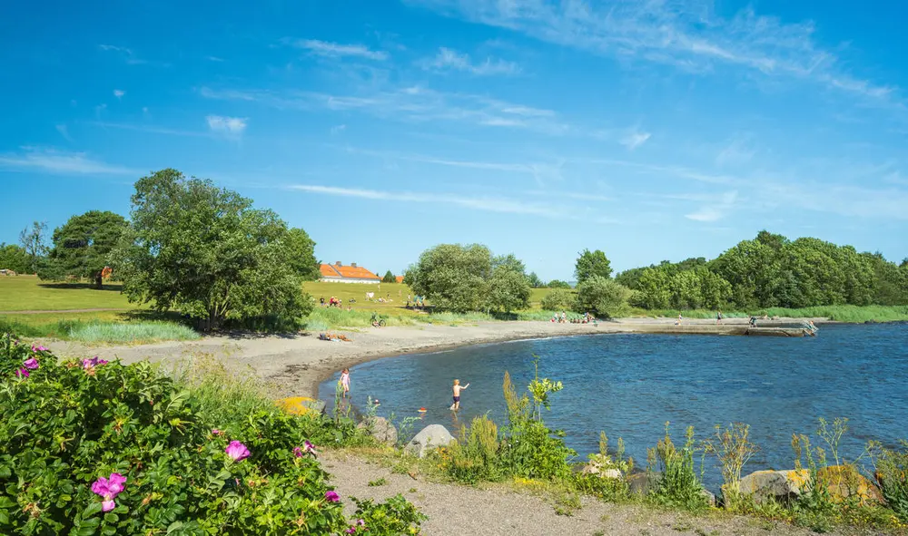 Image of a beach surrounded by deciduous trees. A bush with wrinkled roses can be seen very close. Summer and blue sky. Photograph.