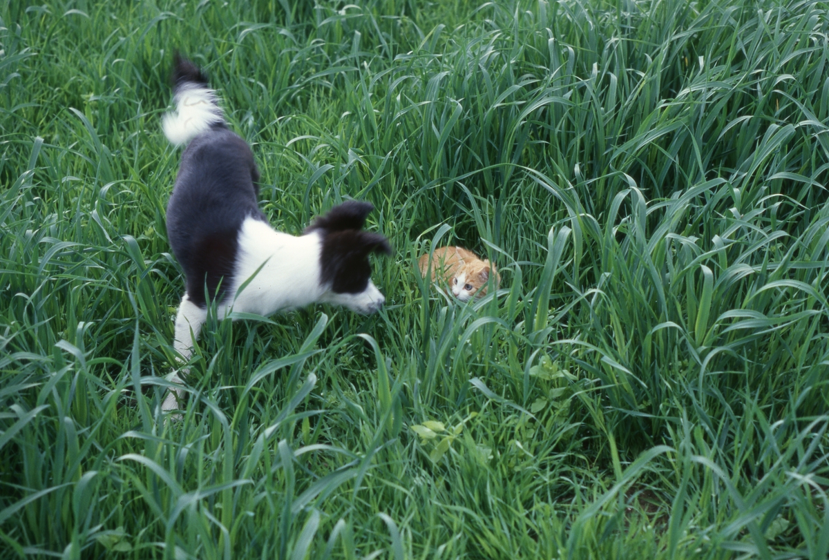 Hund og katt som leker seg i gresset