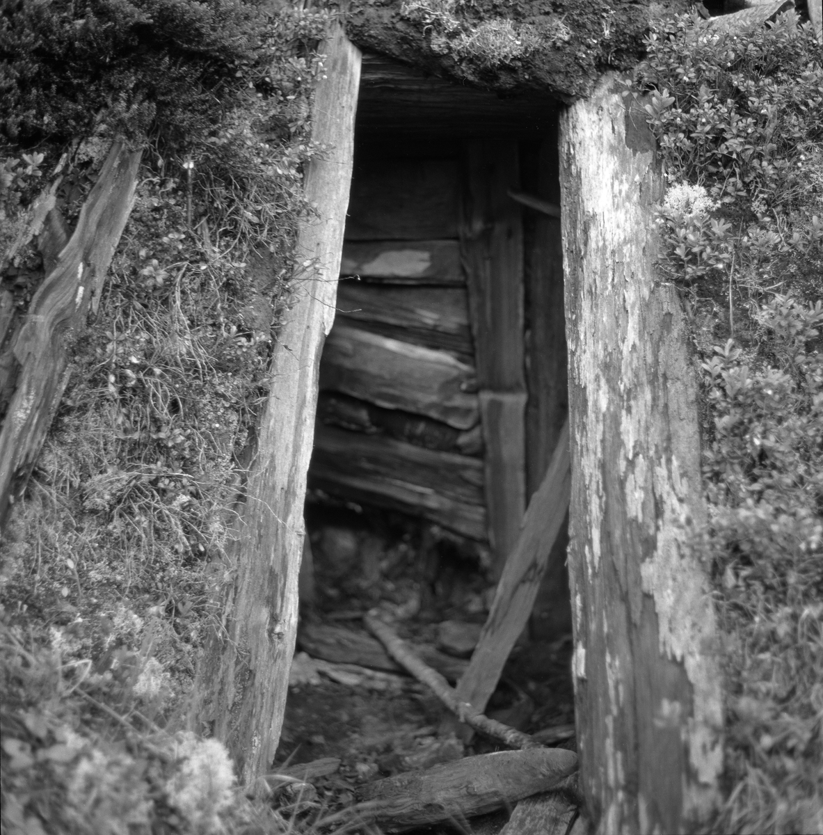 Gammel, falleferdig kjøyte - jordkoie - i Drangedal i Telemark, fotografert i 1962. Fotografiet er tatt mot døråpningen. Inne i rommet aner vi hvordan veggen på motstående side, ved sida av ildstedet, var i ferd med å sige innover, antakelig på grunn av lekkasjer og råte. 

Kjøyta var en enkel koietype, nesten utelukkende bygd av materialer som fantes i skogen og så enkelt konstruert at skogsarbeidere uten bygningsteknisk kompetanse kunne få den ferdig på kort tid. Jørund Midttun (1887-1969), som kom til Telemark som ung forstkandidat i 1914 og ble en sentral skikkelse i skogbruket der gjennom hele sin yrkeskarriere, beskrev dette slik: 

«Framgangsmåten med oppsettinga var gjerne slik at når tre-fire hoggarar hadde teke hogst saman eller nær kvarandre, drog dei til skogs frå morgonen av, og dei rakk då å setta opp ei slik kjøyte på ettermiddagen.

Kjøyta var bygd av «props». Det var smale stokkar som vart reist opp på ei rund eller firkanta tuft nedantil. Oppe gjekk stokkane saman i topp, og kjøyta vart som eit spisstelt å sjå til. … Det var heller ikkje uvanleg at kjøyta vart sjåandes ut som ein avslutta pyramide. Slik er den Skogbruksmuseet har på Prestøya [SJF-B.0009] …

For å gjera kjøytene tette og varme, la dei granbork eller bjørkenever utanpå stokkane og deretter kom eit tjukt lag av torv eller jord. Ofte vart det på toppen og noko nedetter lagt ei hette av bork eller never. Til dør bruka dei ein lem av kløyvde bord eller skier. Denne vart passa inn i ein karm skrådd med hyttetaket og kunne berre opnast utetter. Ved sida av døra vart det på utsida av taket (veggen) mura ein peis. Sjølve grua var inne i kjøyta, men elles sjekk skorsteinen opp utanfor. Sengene (benk-brisk) gjorde dei vanlegvis også av smått rundvirke, litt opp frå bakken, slik at dei vart liggande med føtene mot døråpning og gruve.

Desse kjøytene var gode og varme, og her budde så vel bonden sjølv som folka hans på virkedagane når hogsten gjekk.»

Midttun skrev videre at «Slike kjøyter var vanlege over store luter av Telemark heilt fram til 1920-åra.» At det ble slutt med kjøytebygginga på denne tida hadde sannsynligvis samanheng med at Stortinget i 1915 vedtok en lov om husvær for folk og hester under skogsarbeid og fløting, som skulle følges opp med lokale vedtekter. Året etter fulgte herredsstyret i Drangedal opp med regler som poengterte at skogshusvær skulle være «tilstrækkelig rummelig i forhold til arbeidernes antal», og at de skulle være «forsynt med tætte, gode gulv og vægger, godt, drypfrit tak, god og tæt dør og vindu, hylder og sovebrisk, anbragt mindst 40 cm. over gulvet, peis, enten alene eller i forbindelse med ovn …». Sjøl om Midttun, sikkert med rette, hevdet at kjøytene var gode og varme, var det flere av de andre kravene i de nevnte vedtektene kjøytene ikke tilfredsstilte.