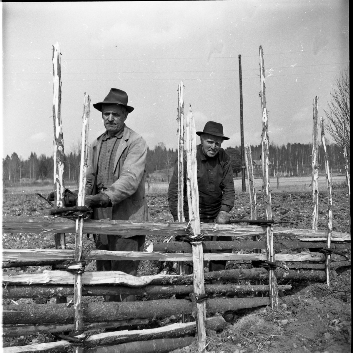 Två män bygger en gärdsgård. De binder ihop störarna med vindjor samtidigt som de tittar in i kameran.