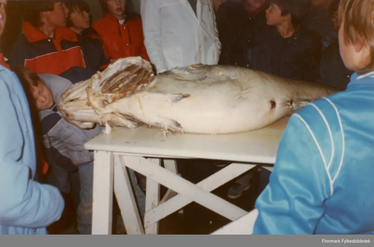 Torbjørn Ingilæ og Arnt Nilsen sløyer "verdens største torsk", mens skolebarn ser på.