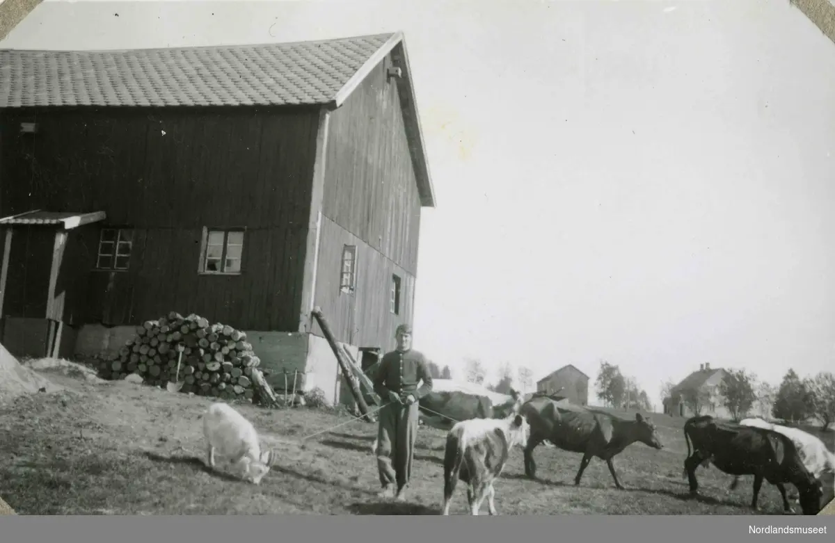 En låve med en stor vedstabel foran. Midt i bildet ser vi en mann som holder ei geit og en kalv i to tau. Her er også flere kyr.
