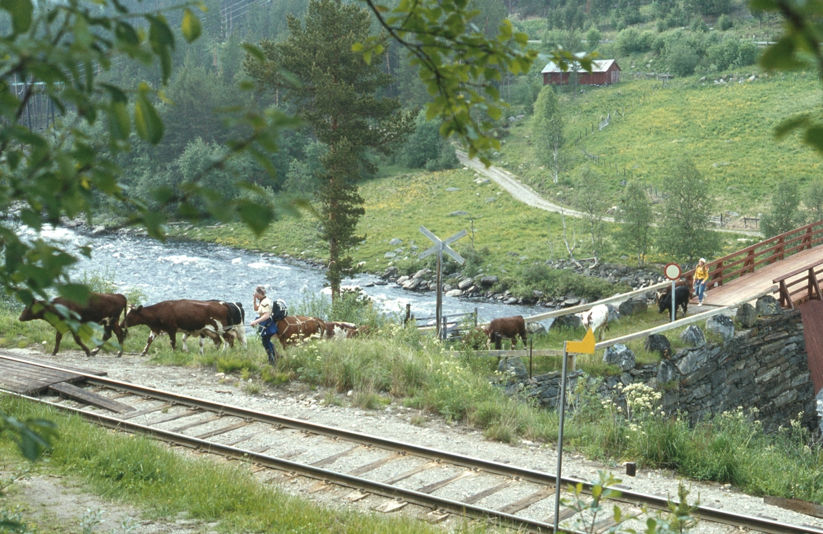Sæterflytting Telebon/Klettdalen. 1979.