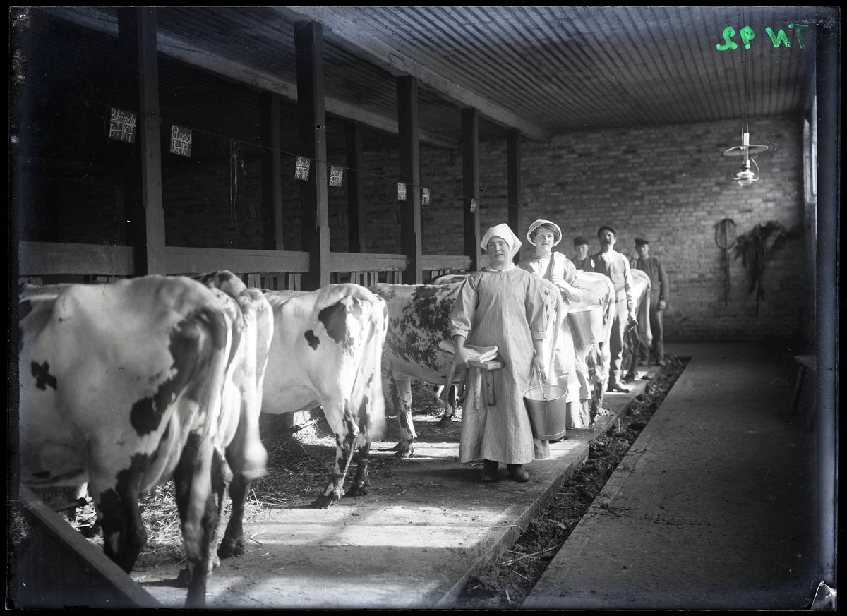 Mjölkningsdags. Interiör från ladugård med kor, två mjölkerskor och tre drängar