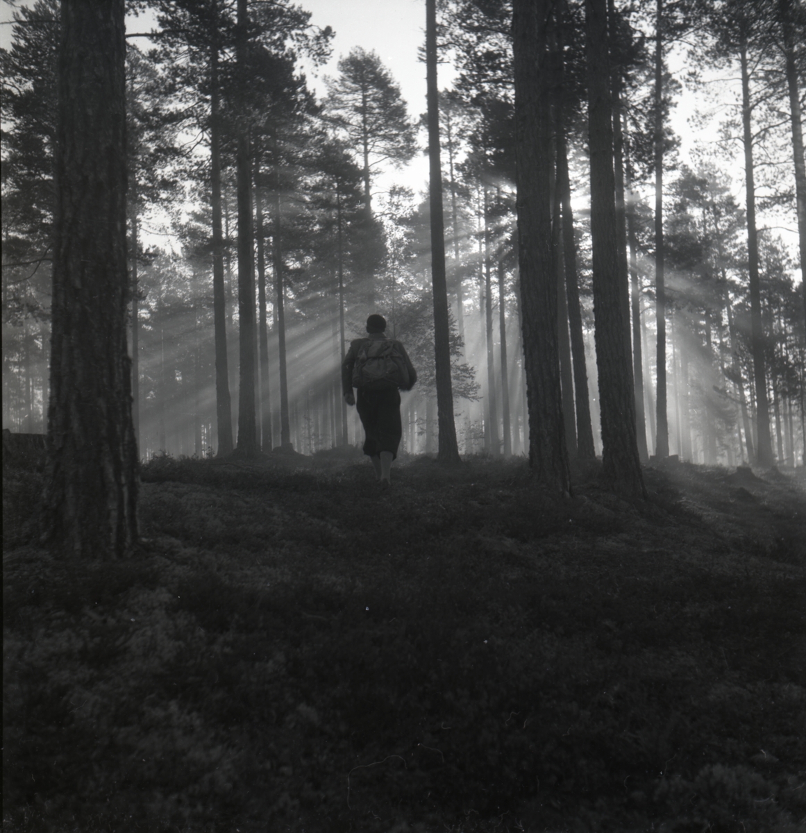 Hilding med ryggsäck vandrar i solljus och dimma. Det är morgon i skogen på Kolsvedjaberget Ljusdal, Hälsingland september 1949.