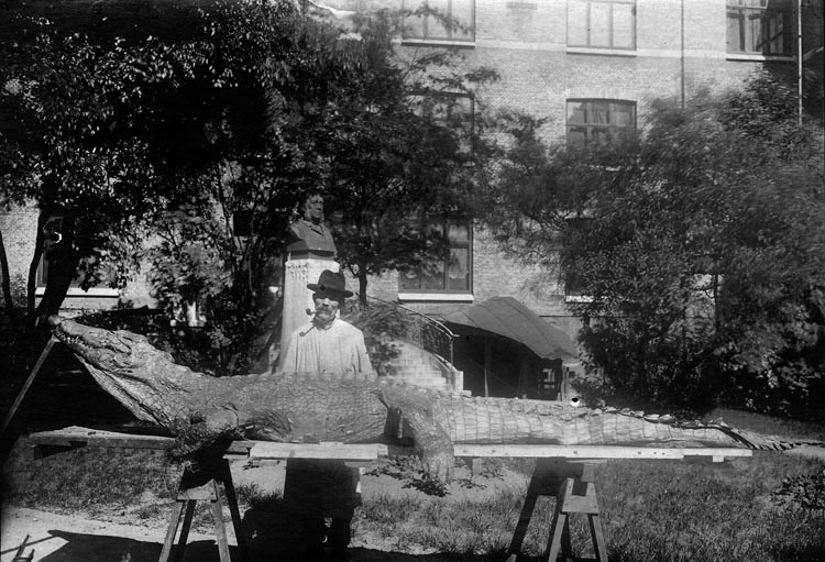 Text på baksidan av bilden: "1011 d. U.M. 7162. 6262. neg. Fotografi nr. 4 över kongokrokodilens montering (skinnet ligger löst pålagt) av Hilmer Skoog konservator 
(syns i bilden) vid Göteborgs Zool: museum i i Göteborgs museigård juli ? (aug.) 1918.
Sjökapten G.E. Göransson i Kongastatens tjänst (ännu 1918) skänkte vid sin vistelse 1915 (på hösten) i Uddevalla krokodilskinnet med kranium o. en del lösa bensköldar till Uddevalla museum samt dessutom andra naturföremål för att gynna sin fosterbygd Uddevalla den 16/8 1918. Knut Adrian Andersson museets intendent. 
priset blir 250 kr.
(Fot. Gåva av Skoog !)."