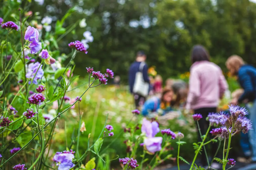 Nærbilde av lilla blomster. Personer i bakgrunnen.