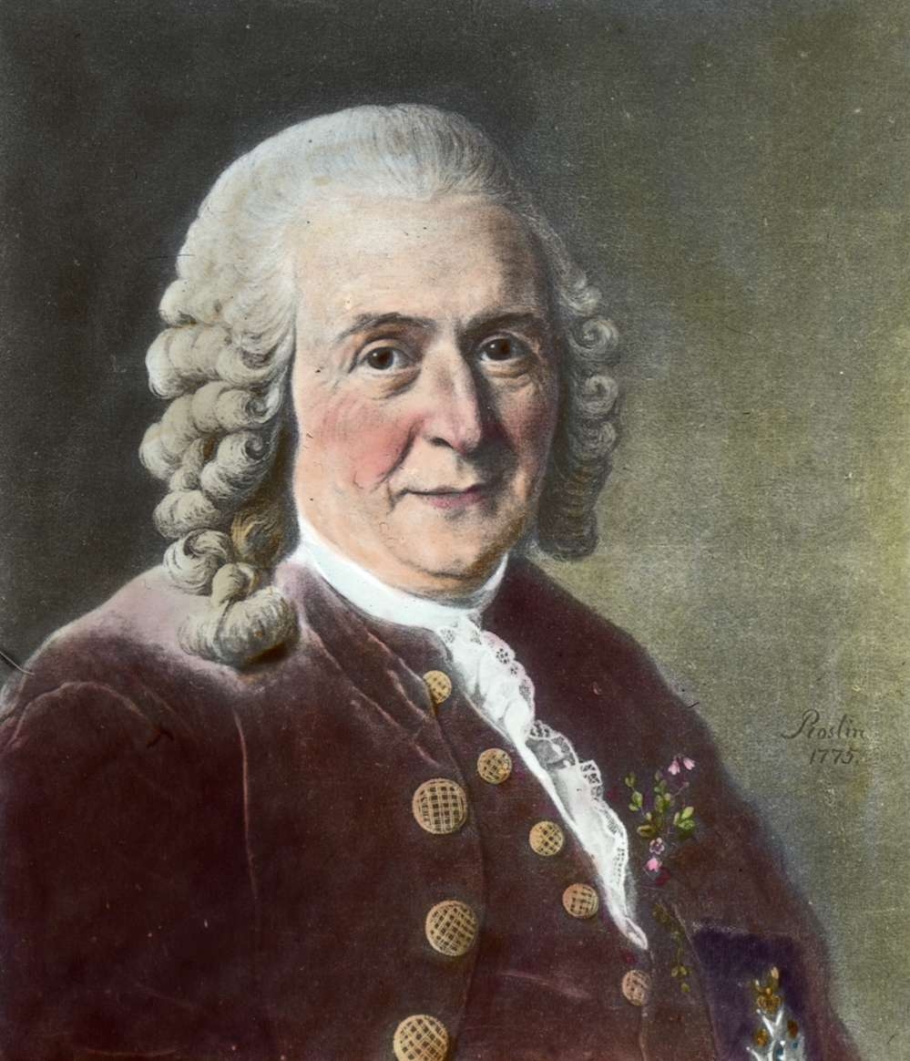 Porträtt av Carl von Linné, oljemålning av Roslin