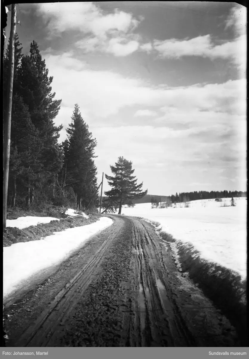 Landsvägen från Sörfors mot Njurundabommen invid sjön Vikarn vid Klasviken. Tallen rakt fram stod ännu kvar i början av 1990-talet. På vägbanan syns att hästskjuts var det vanliga fortskaffningsmedlet.