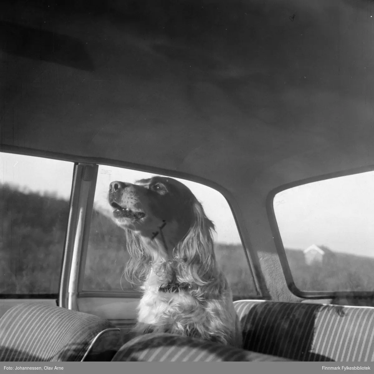 Foto av hund i baksetet på en bil 

Foto av ukjent sted

Foto trolig tatt på1970-tallet