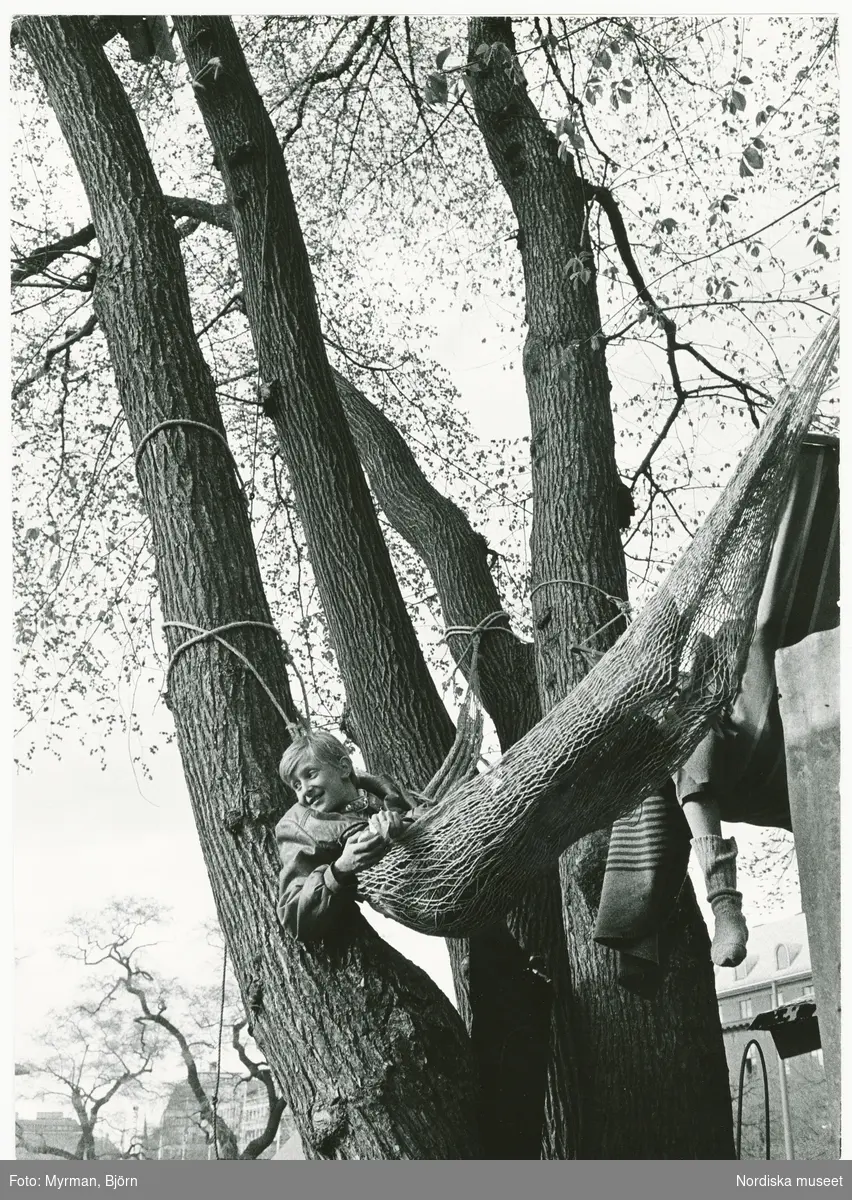 Almarna, almstriden i Kungsträdgården, Stockholm, 12-13 maj 1971, då ett antal miljövänner genom att klättra upp i de hundraåriga almarna lyckades hindra att träden sågades ned för att ge plats till en planerad tunnelbaneuppgång.Två personer ligger i hängmattor de spänt upp i träden.