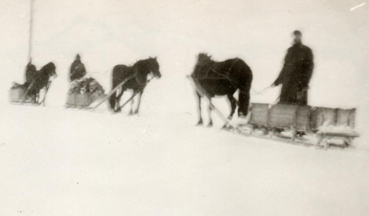 Bilde fra Richard Grefstads samling.Han kom til Kings Bay i 1947 og bodde  sammen med sine foreldre Ola(f. 1902) og Ragna(f. 1905) samt søsteren Inger(f. 1905) som ble gift med Erling Holte(f. 1925). Hestetransport på isen ut til første båt