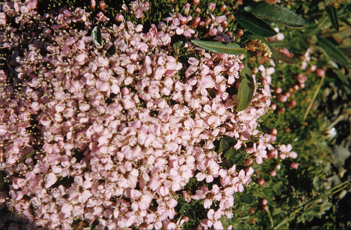 Blomster i  Longyearbyen sommeren 1960