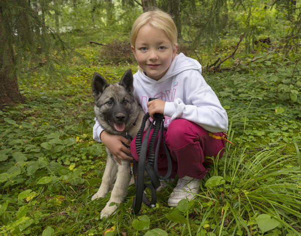 Jente sitter på bakken med en Norsk grå elghund