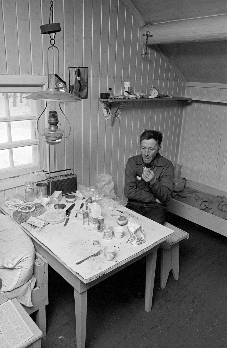 Kvilestund i Østlikoia i Løiten almenning (Løten allmenning) i februar 1977. Fotografiet er tatt inne i koierommet. Der satt Asmund Pedersen på en taburett ved spisebordet og spiste litt mat (bolle).