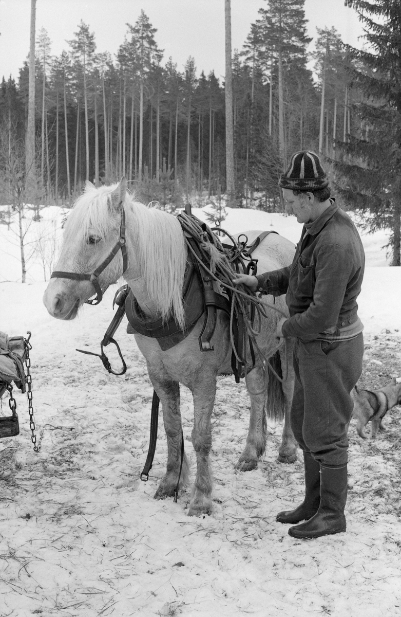 Skogsarbeider og hest ved Østlikoia i Løiten almenning (Løten allmenning) i februar 1977. Jon Larsson ordner seletøyet til hesten.