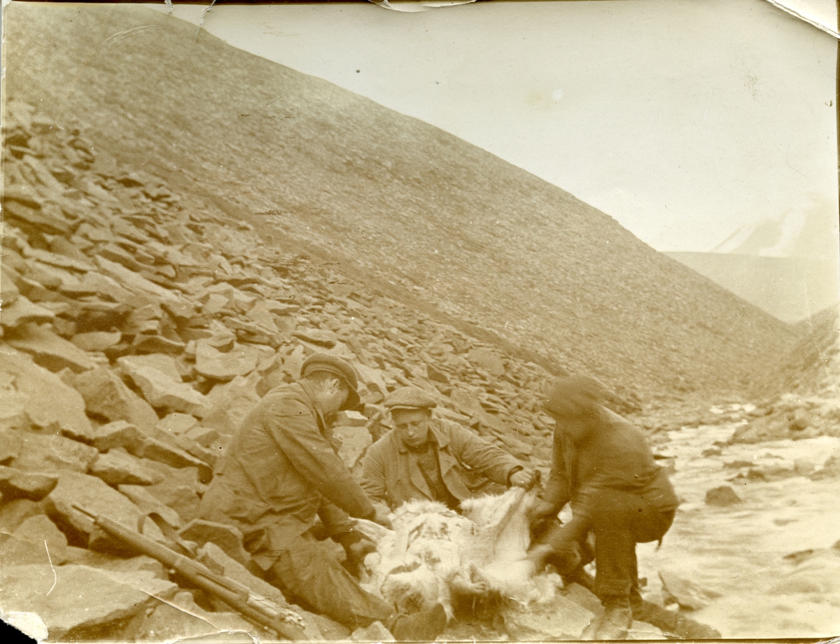 Tekst på baksiden av bildet: Renen flaaes! Fra venstre: Hansen, stuert telegr., Ego, Sandnæs. Ego er Jens Kristoffer Bay. Fra Jens Kristoffer Bay sin bildesamling. Han var sjef for en overvintringsekspedisjon på Svalbard vinteren 1914/15.