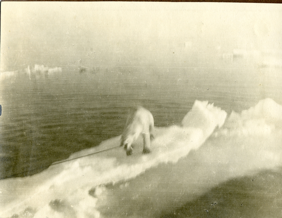 Fotografier tatt av Waldemar Kræmer(1884-1947). Fastbundet isbjørn på isflak.