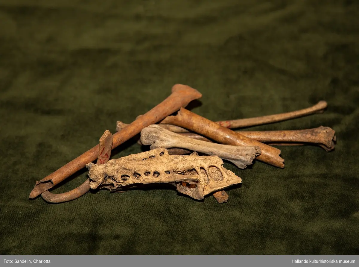 Föremålsposten utgörs av totalt 8 lådor med osteologiskt bedömt benmaterial från Varbergs Fästning funnet vid grävarbeten 1964-5. 

Identifierade arter är tamgås, tamhöna, älg, hund, skogshare, får, sångsvan, nötkreatur samt gris. I museets årsbok från 1966 redovisar Johannes Lepiksaar en bedömning av benens sammansättning. Ben från husdjur utgör 98% av materialet, vilt utgör 2%. Materialet domineras av ben från större djur, naturligt nog då dessa bevaras bäst samt är mest uppenbara för icke arkeologiskt utbildad grävande personal. 

Ben från nöt utgör 69% av tamdjursbenen medan får utgör 13,8% och svin 17%. Nötkreaturen utgörs framför allt av kor och stutar/oxar, någon enstaka tjur finns representerad.