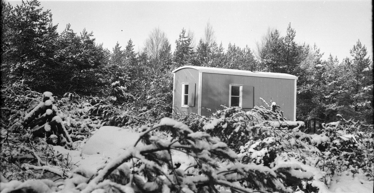 "Skogskoja", en vagnbod i en snöig grandunge med fällda träd i förgrunden.
