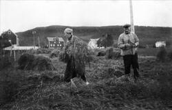 Kvinne og mann høster korn i Ervik.