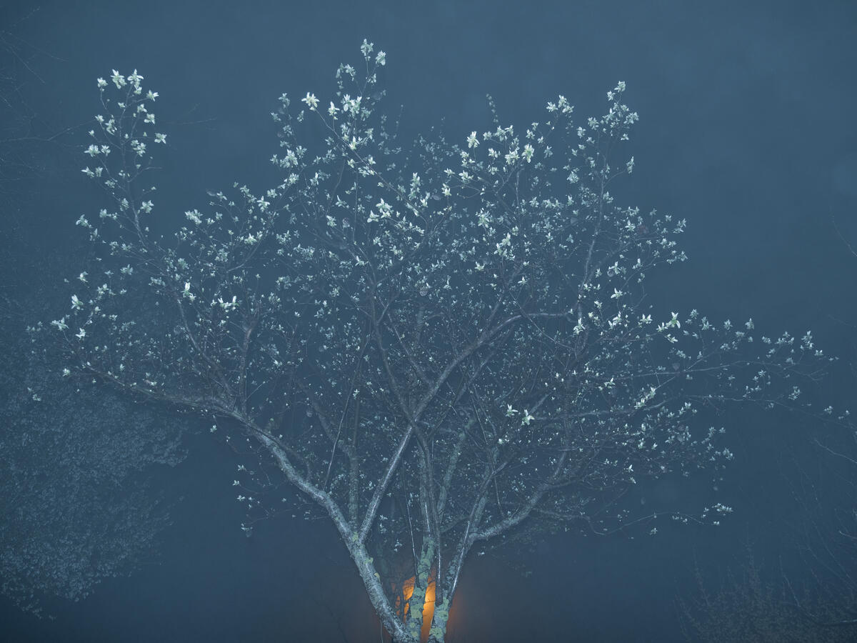Bildet forestiller et tre i et mørkt landskap.