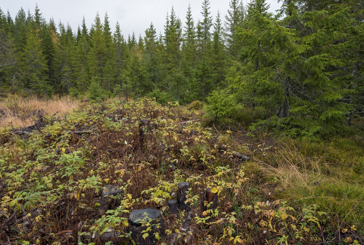 Stubber og vegetasjon på ei lita hogstflate i Høljedalen, Trysil ...