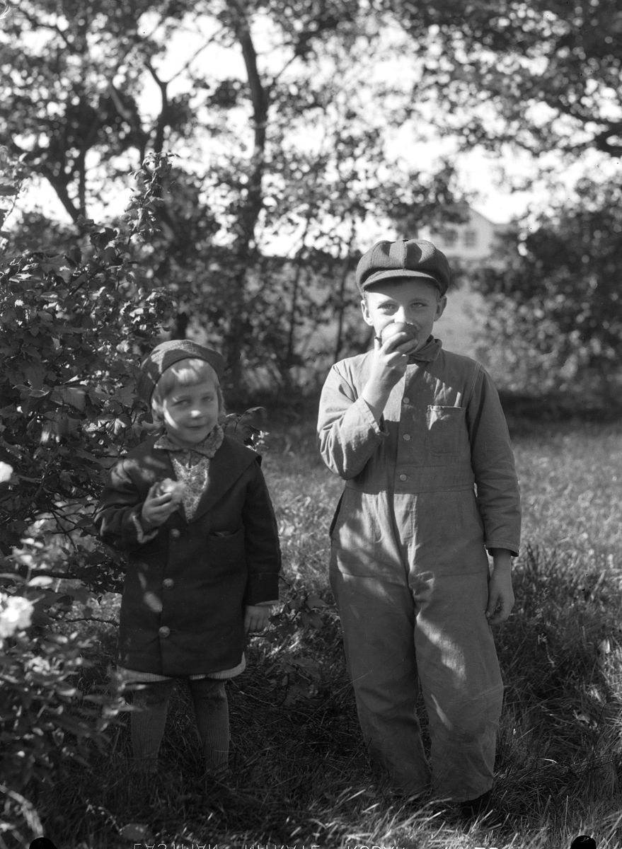Barnen Karl Hugo Svensson och Margit (Maj) Johansson äter äpplen i trädgården under ett besök hos fotografen, Gerda Winqvist som de bodde granne med. De var fosterbarn hos "Kura-Augusta",  Augusta Karlsson i Tvååker 12:12. Han kom dit som spädbarn medan Maj var i ettårsåldern när hon kom till Augusta. (Se även bildnr D213, D373, E7688, E7690)