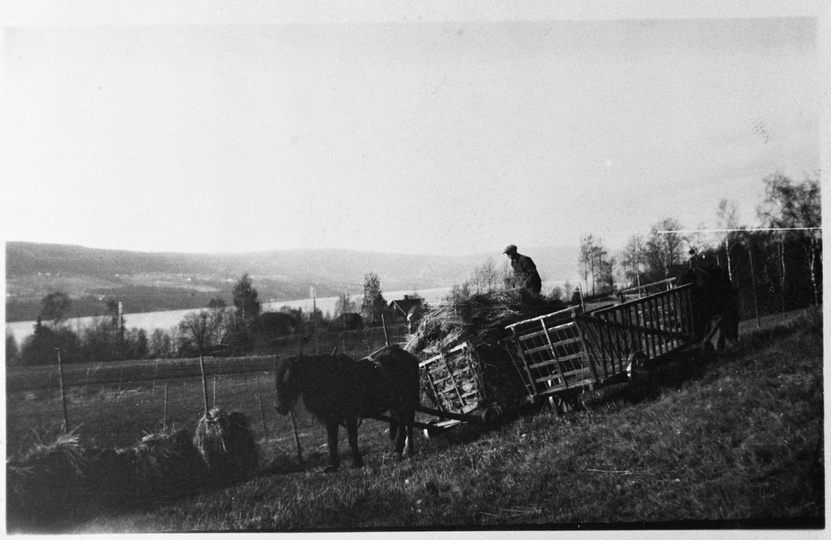 Slåttonn med høykjøring på gården Austad i Østre Toten året 1918. Mjøsa i bakgrunnen.