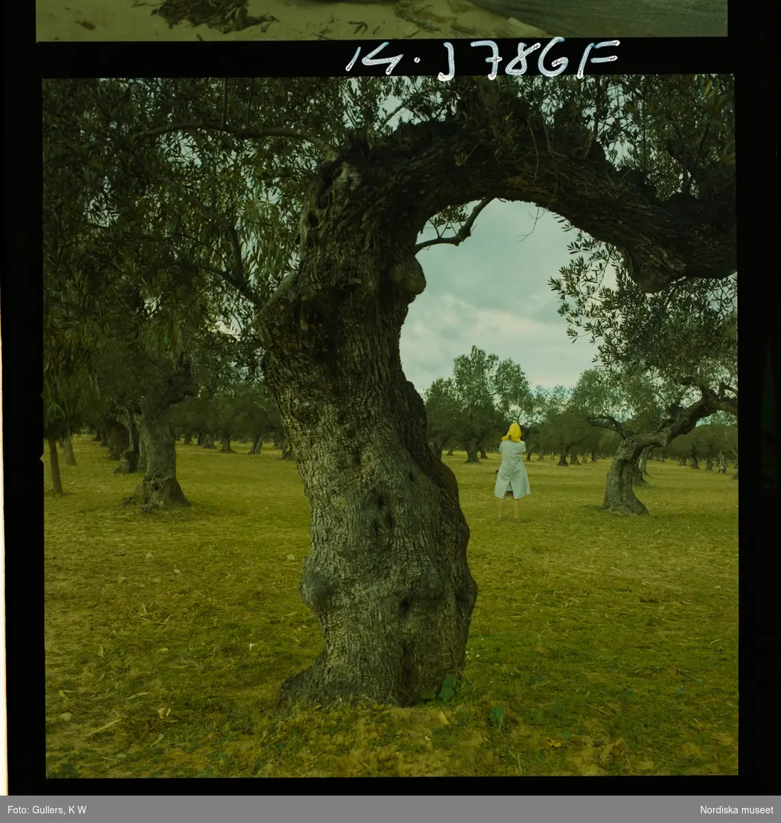 2791 Tunisien Kartago. En kvinna står bland rader av olivträd.
