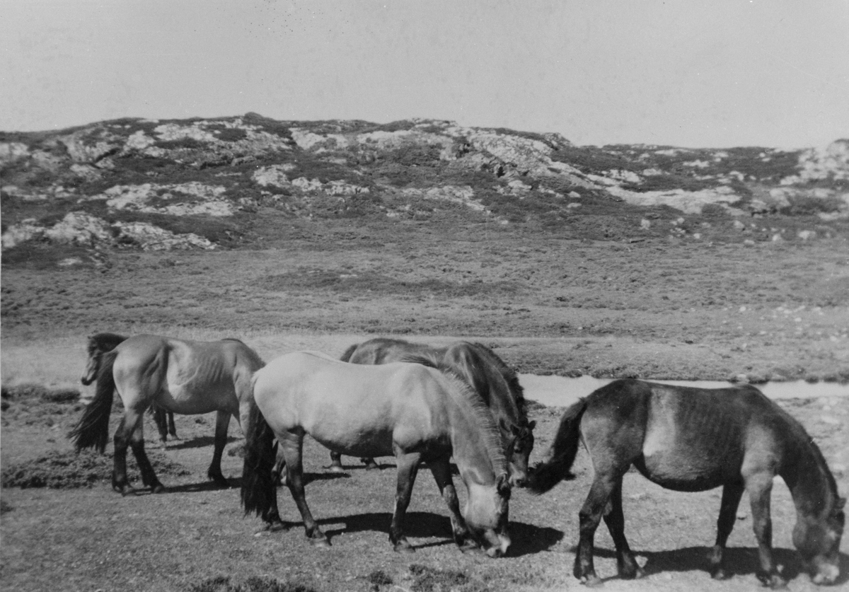 Berga mot Skjærla (yttersida). Hester - sommerbeite