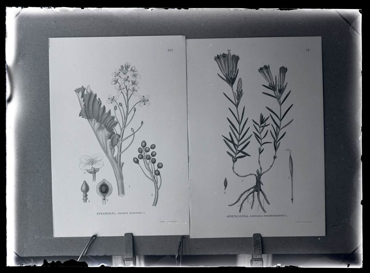 Foto av blommor, Celsing, Kolbäck.
Ur Gustaf Åhmans samling.