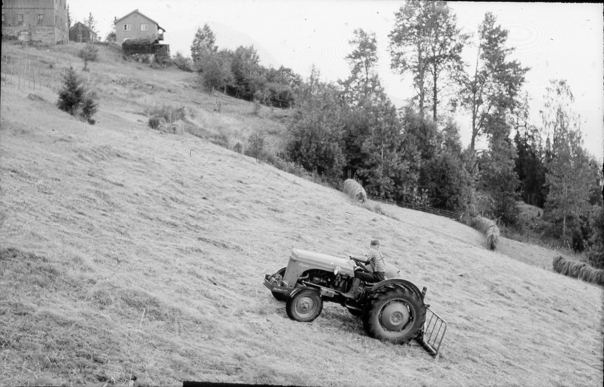 Traktorslått i Brenno. Erik Brenno sitter på &quot¤Gråtassen&quot¤ 1956 modell
