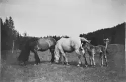 Hesten "Dugane" med to generasjoner avkom, i "Hagan" på Lang